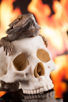 Lizard, Fire agama on black mirror background