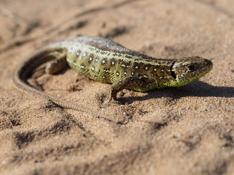 Sand lizard