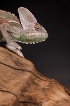 Root, Green chameleon, lizard background