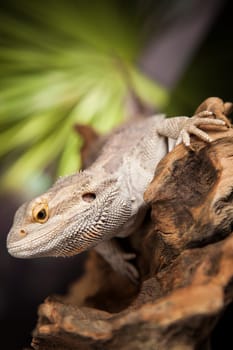 Agama bearded on black background, reptile