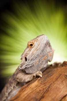 Agama bearded on black background, reptile