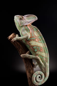 Green chameleon,lizard