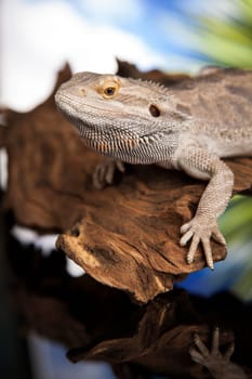 Root Bearded Dragon, Agama Lizard