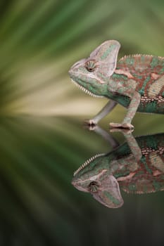 Green chameleon,lizard