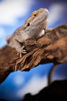Pet, lizard Bearded Dragon on black background