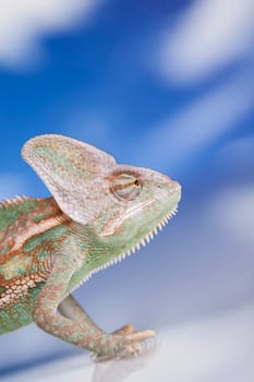 Green chameleon,lizard on sky background