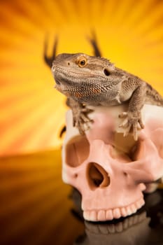 Skull, Agama bearded, lizard background