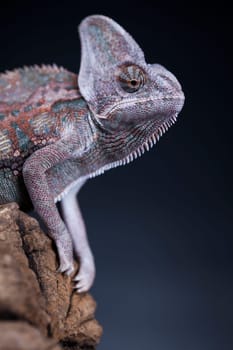 Green chameleon on the root, lizard, black background
