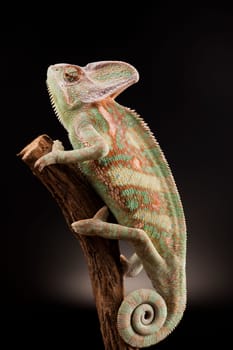 Green chameleon, lizard background