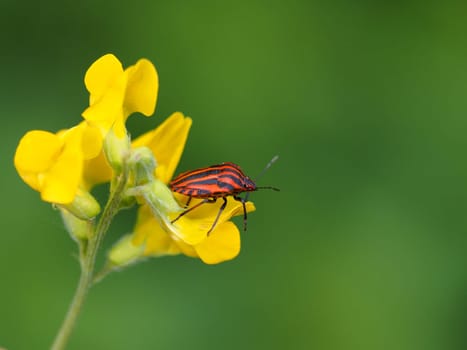 Striped bug on horned clover flower