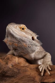 Root Bearded Dragon, Agama Lizard