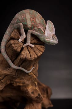 Root, Green chameleon, lizard background