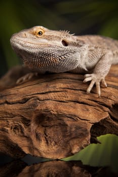 Pet, lizard Bearded Dragon on black background