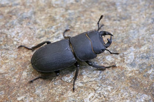 Macro Male BeamEd Dorcus parallelipipedus