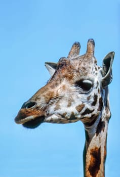 Close up of a Giraffe