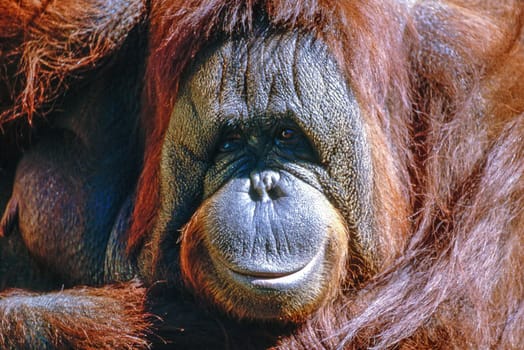 Close up of a Orangutan