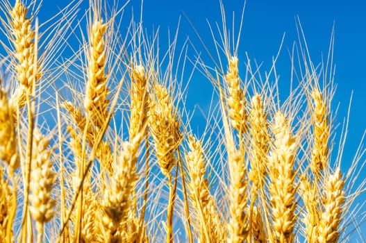backdrop of ripening ears of yellow wheat field on the sunset cloudy orange sky background Copy space of the setting sun rays on horizon in rural meadow Close up nature photo Idea of a rich harvest