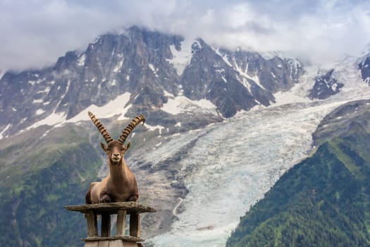 Ibex, Range of Mont Blanc. French Alps