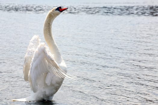 Impressive behaviour in the swan Cygnus olor