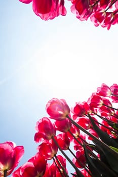 Beautiful close up macro tulip