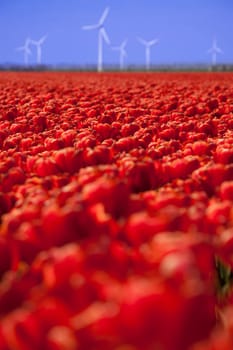 Fresh spring tulips with sky