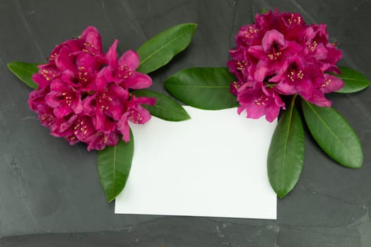 Pink fresh Rhododendron, azalee on black background with a blank white card for your text. Concept card.