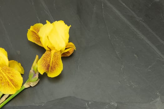 Yellow fresh Rhododendron, azalee on black background with space for your text. Concept card.