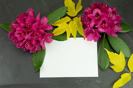Pink fresh Rhododendron, azalee and yellow leaves on black background with a blank white card for your text. Concept card.