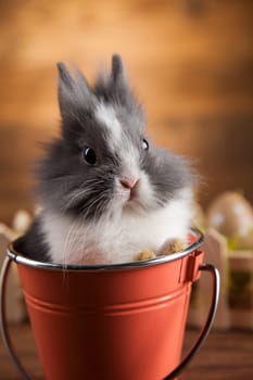 Animal easter, Baby bunny, egg