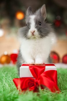 Rabbit, bunny, Gift boxes with red ribbon on Christmas background