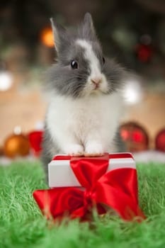 Funny bunny and Christmas background with winter decoration