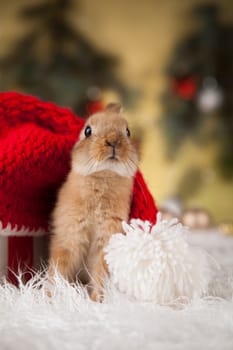 Funny bunny and Christmas background with winter decoration