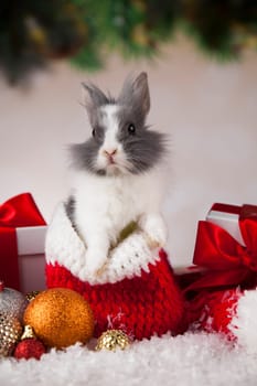 Funny bunny and Christmas background with winter decoration