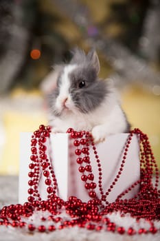 Animal, Rabbit, bunny on Christmas background