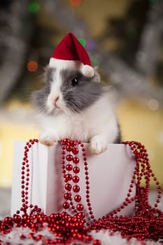 Rabbit, bunny, Gift boxes with red ribbon on Christmas background