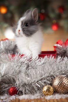 Animal, Rabbit, bunny on Christmas background