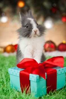Animal, Rabbit, bunny on Christmas background