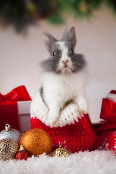 Animal, Rabbit, bunny on Christmas background