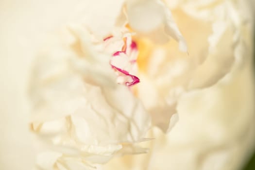 Closeup of inner white blossom of a peony. Concept nature.