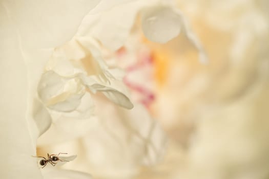 Closeup  of ant in the inner white blossom of a peony. Concept nature.