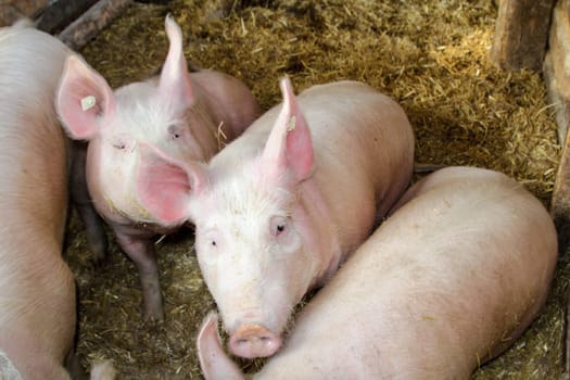 Pigs,pigs in species-appropriate husbandry