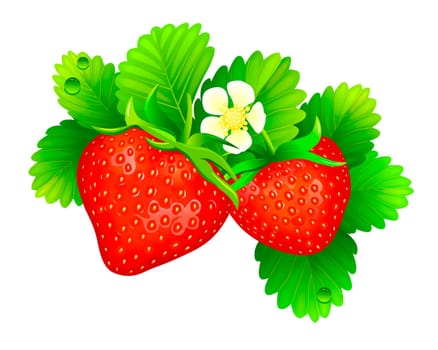 Strawberry with leaves on a white background. A strawberry bush on a white background.