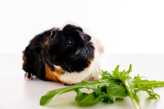 black,white and red guinea pig in front of white background
