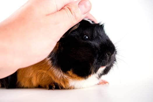 black,white and red guinea pig in front of white background