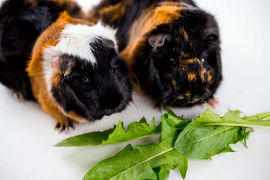 two black,white and red guinea pig in front of white background