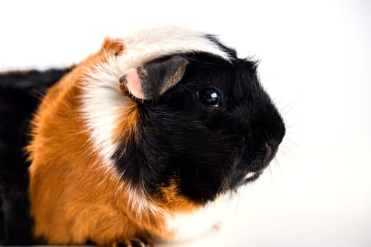 black,white and red guinea pig in front of white background