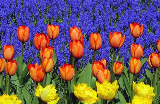Colorful tulips in the garden - Spring