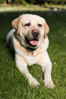 Labrador Retriever