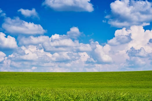 Landscape Agriculture,field with crops under blue sky with clouds