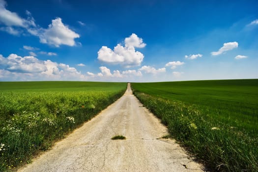 Landscape Agriculture,field with crops under blue sky with clouds